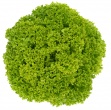 Limassol Lettuce Seeds 5000 seeds