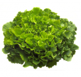 Kethel Endive Seeds 5000 seeds