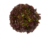 Prunai Lettuce Seeds 5000 seeds