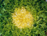 Markant Endive Seeds 10gr seeds