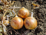 Sirius Onion Seeds 250.000 seeds