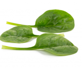 Tarsier F1 Spinach Seeds 1.000.000 seeds