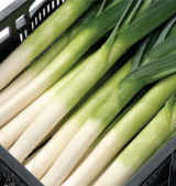 Pluston F1 Leek Seeds 10.000 seeds