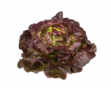 Jerrican Lettuce Seeds 5000 seeds