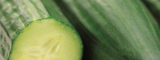 Pilos F1 Cucumber Seeds