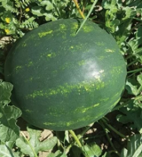 Dinya Mirza F1 Watermelon Seeds 1000 seeds