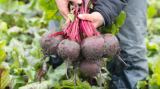 Manzu F1 Beetroot Seeds 50.000 seeds