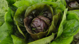 Raffaello F1 Radicchio Seeds 10.000 seeds