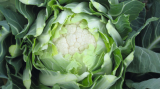 Nomad F1 Cauliflower Seeds 2500 seeds