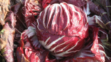 Canaletto F1 Radicchio Seeds 10.000 seeds
