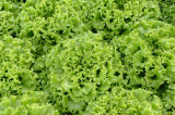 Cascabel F1 Lettuce Seeds 5000 pills