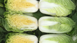 Meriko F1 Chinese Cabbage Seeds 2500 seeds