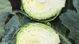 Botran F1 Cabbage Seeds 2500 seeds
