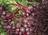 Rhonda F1 Beetroot Seeds