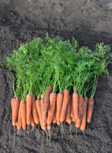 Nagasaki F1 Carrot Seeds 100.000 seeds