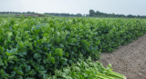 Balada F1 Celery Seeds 10.000 seeds
