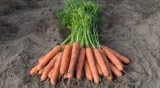 Nebida F1 Carrot Seeds 100.000 seeds