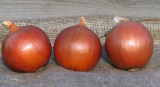 Legend F1 Onion Seeds 250.000 seeds