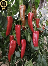 Campari Pepper Seeds 500 seeds