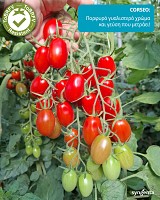 Corseo Tomato Seeds 1000 seeds