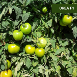 Orea F1 Tomato Seeds 1000 seeds