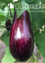 Lucilla F1 Eggplant Seeds 1000 seeds