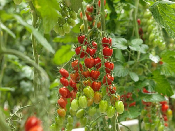 Duelle Tomato Seeds 500 seeds