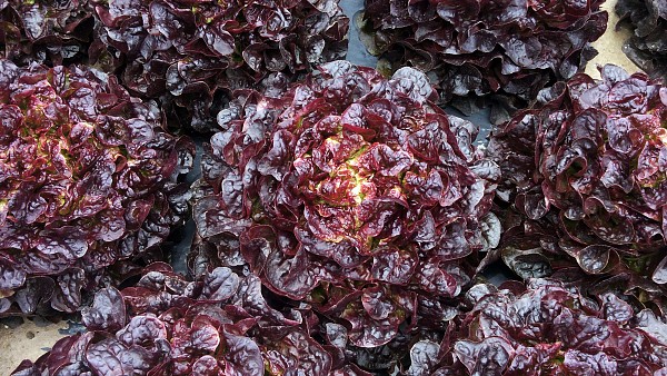 Pipeline Lettuce Seeds 5000 seeds