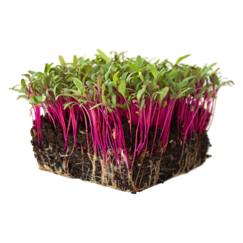 MICROGREENS-SPROUTS