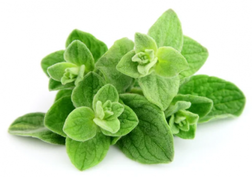OREGANO