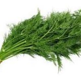 CERES