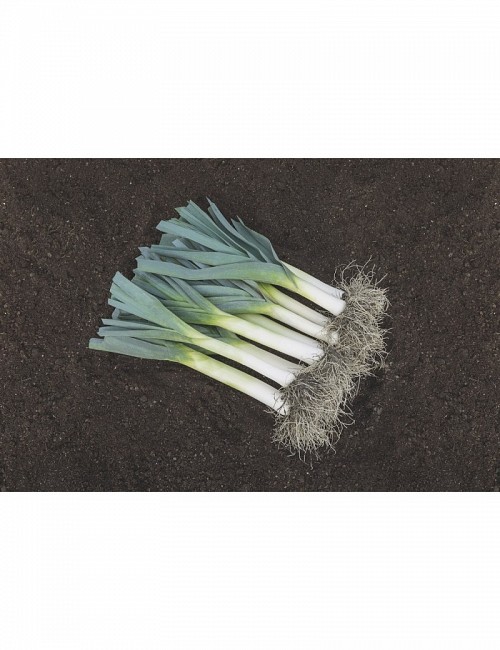 LEEK SEEDS - FORREST - 10000 seeds