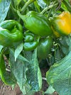 Giselle Pepper Seeds Blocky Yellow