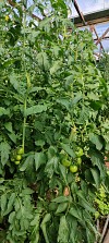 Elpida Tomato Seeds Beef