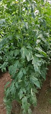 Elpida Tomato Seeds Beef