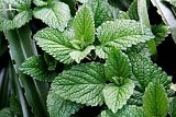 MINT - 50g