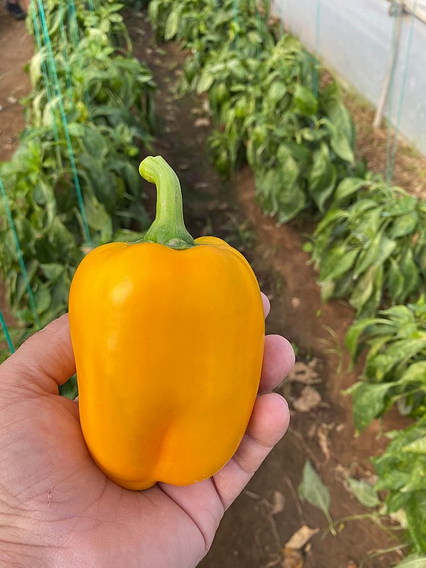 Giselle Pepper Seeds Blocky Yellow