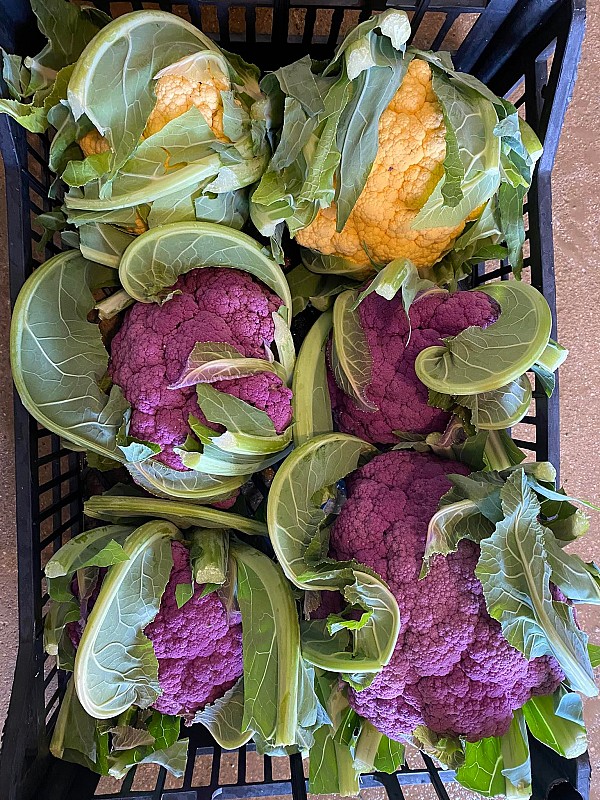 Flame Star Cauliflower Seeds 2500 seeds
