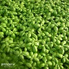 PROSPERA F1 30gr