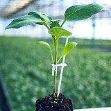 Black Devil F1 Rootstock Seeds
