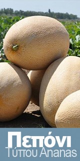 Raymond F1 Melon Seeds 500 seeds