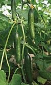 Orkestra F1 Cucumber Seeds Short