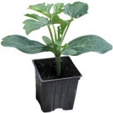 Aurora F1 Rootstock Seeds