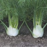 Tauro F1 Fennel Seeds 25.000 seeds
