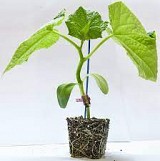 Snooker F1 Rootstock Seeds