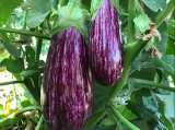Annina F1 Eggplant Seeds 500 seeds