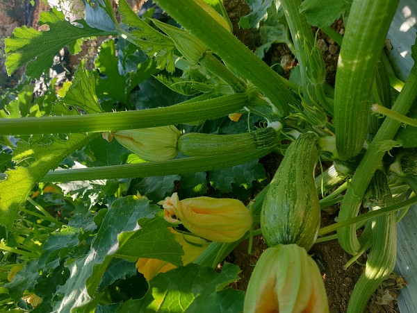 Rigas Zucchini Seeds 1000 seeds