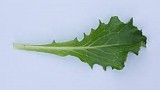 Flavita
