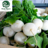 Sweet Kabu F1 Turnip Seeds 500 seeds