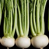 Sweet Kabu F1 Turnip Seeds 500 seeds